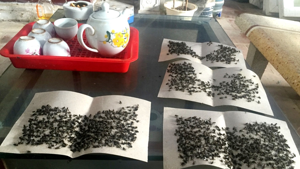 [-]Kinh[-]ho&agrave;ng[-]ruồi[-]từ[-]b&atilde;i[-]r&aacute;c[-]Nam[-]Sơn[-]"tấn[-]c&ocirc;ng"[-]nh&agrave;[-]d&acirc;n